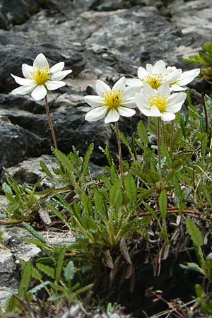 Dryas octopetala \ Silberwurz / Mountain Avens, A Kärnten/Carinthia, Trögerner Klamm 18.5.2016