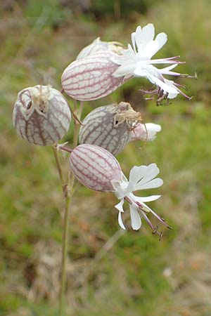 Silene vulgaris subsp. vulgaris / Bladder Campion, A Carinthia, Koralpe 9.8.2016