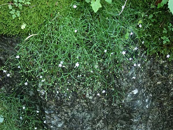 Silene pusilla \ Vierzhniger Strahlensame, Kleines Leimkraut / Alpine Catchfly, A Steiermark, Pernegg-Mixnitz 4.7.2019