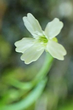 Silene pusilla \ Vierzhniger Strahlensame, Kleines Leimkraut / Alpine Catchfly, A Steiermark, Pernegg-Mixnitz 4.7.2019