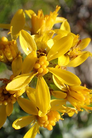 Senecio incanus subsp. carniolicus \ Krainer Greiskraut / Carniolan Ragwort, A Nockberge, Klomnock 10.7.2019