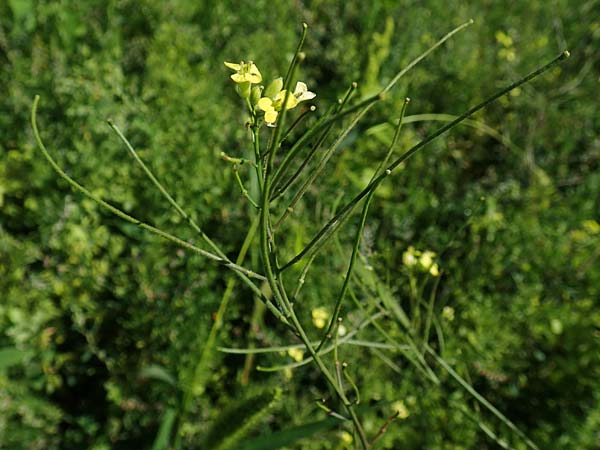 Sisymbrium orientale / Eastern Rocket, A Weikersdorf am Steinfeld 2.7.2020