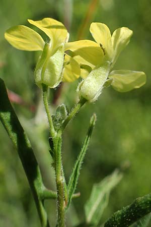 Sisymbrium orientale \ Orientalische Rauke, A Weikersdorf am Steinfeld 2.7.2020