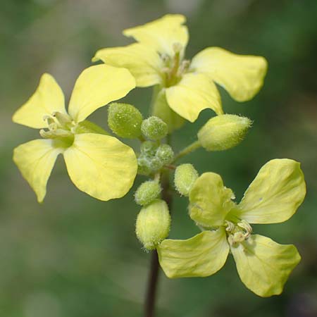 Sisymbrium orientale \ Orientalische Rauke / Eastern Rocket, A Seewinkel, Podersdorf 9.5.2022