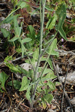 Sisymbrium orientale \ Orientalische Rauke, A Seewinkel, Podersdorf 9.5.2022