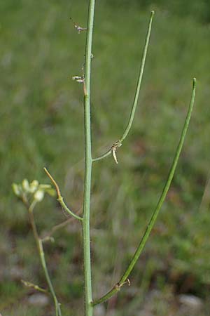 Sisymbrium orientale \ Orientalische Rauke / Eastern Rocket, A Seewinkel, Podersdorf 9.5.2022