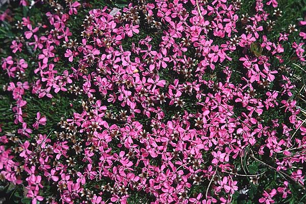 Silene acaulis \ Stngelloses Leimkraut, Kalk-Polsternelke / Moss Campion, A Traweng 10.7.1995