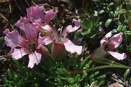 Saponaria pumila / Dwarf Soapwort, A Ost-Tirol Sillian 1.8.2004