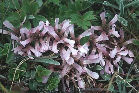 Saponaria pumila / Dwarf Soapwort, A Ost-Tirol Sillian 1.8.2004