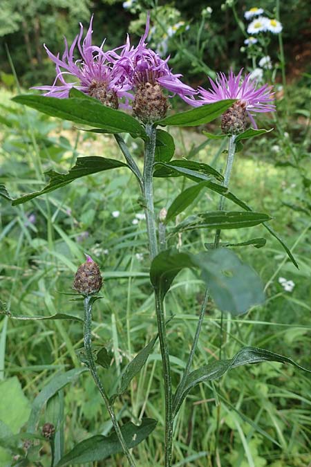 Centaurea macroptilon / Feathery Brown Knapweed, A Deutschlandsberger Klause 30.6.2022