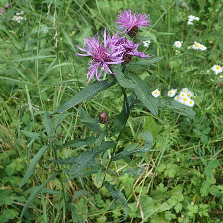 Centaurea macroptilon / Feathery Brown Knapweed, A Deutschlandsberger Klause 30.6.2022