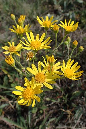 Senecio jacobaea \ Jakobs-Greiskraut, Jakobs-Kreuzkraut / Common Ragwort, A Siegendorf 24.9.2022