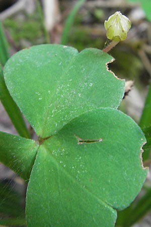 Oxalis acetosella \ Wald-Sauerklee, A Burgenland, Neuhodis 3.8.2011