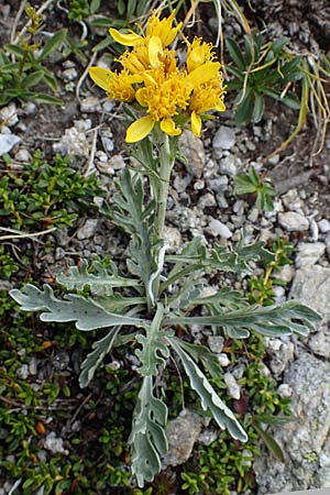 Senecio incanus subsp. carniolicus \ Krainer Greiskraut / Carniolan Ragwort, A Seckauer Tauern, Brandstätter Törl 27.7.2021