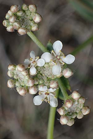 Lepidium cartilagineum \ Salz-Kresse / Salt Cress, A Seewinkel, Apetlon 9.5.2012