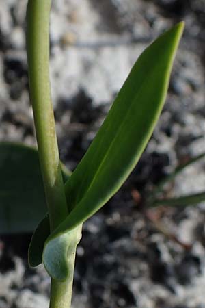 Lepidium cartilagineum \ Salz-Kresse / Salt Cress, A Seewinkel, Apetlon 9.5.2012