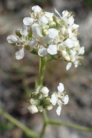 Lepidium cartilagineum \ Salz-Kresse / Salt Cress, A Seewinkel, Apetlon 9.5.2012