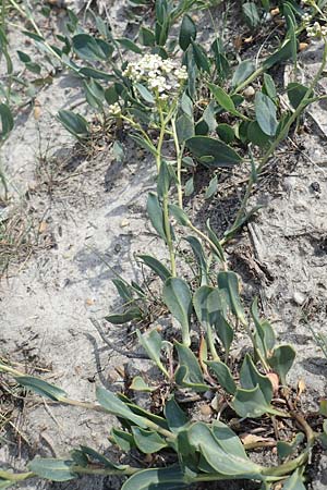 Lepidium cartilagineum \ Salz-Kresse / Salt Cress, A Seewinkel, Apetlon 9.5.2012