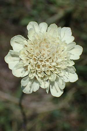 Scabiosa ochroleuca \ Gelbe Skabiose / Yellow Scabious, A Seewinkel, Apetlon 23.9.2022