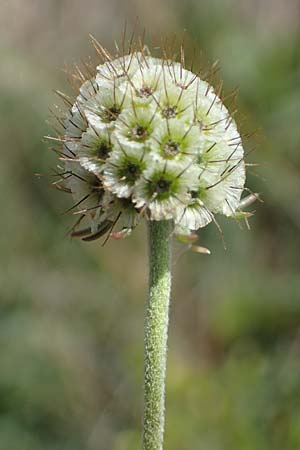 Scabiosa ochroleuca \ Gelbe Skabiose / Yellow Scabious, A Seewinkel, Apetlon 23.9.2022