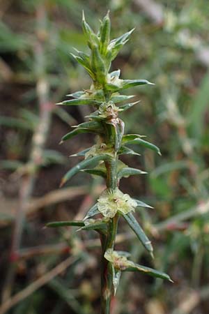 Salsola kali subsp. kali \ Kali-Salzkraut / Prickly Glasswort, A Seewinkel, Podersdorf 27.9.2022