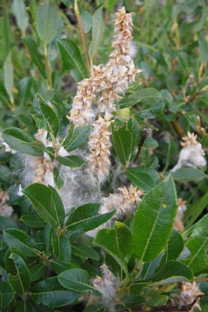 Salix waldsteiniana \ Waldsteins Weide, Bumchen-Weide / Waldstein's Willow, A Hahntennjoch 16.7.2010