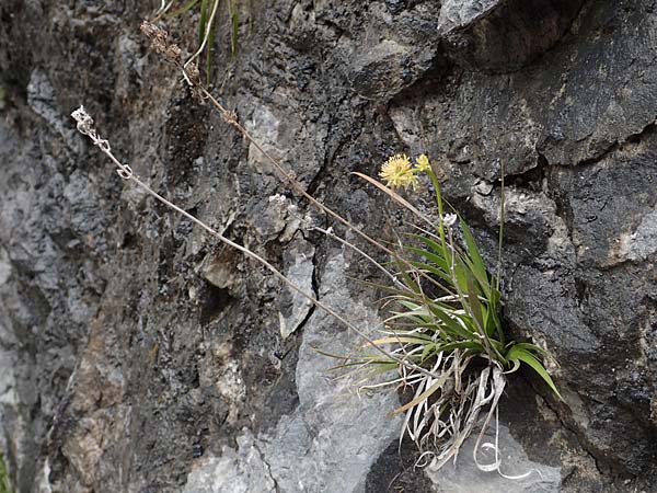 Tofieldia calyculata \ Gewhnliche Simsenlilie, A Kärnten, Trögerner Klamm 18.5.2016