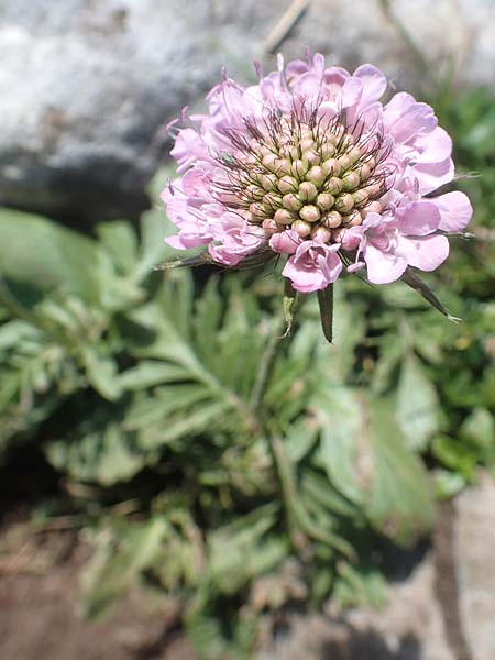 Scabiosa lucida subsp. lucida \ Glnzende Skabiose, A Kärnten, Petzen 8.8.2016