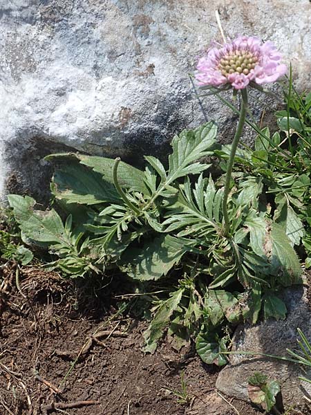 Scabiosa lucida subsp. lucida \ Glnzende Skabiose, A Kärnten, Petzen 8.8.2016