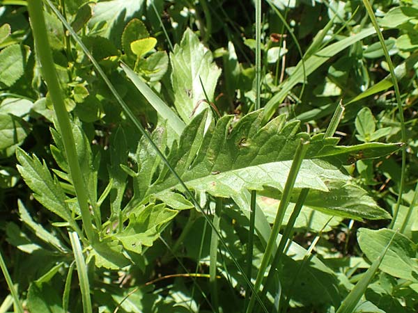 Scabiosa lucida subsp. lucida \ Glnzende Skabiose, A Kärnten, Petzen 8.8.2016