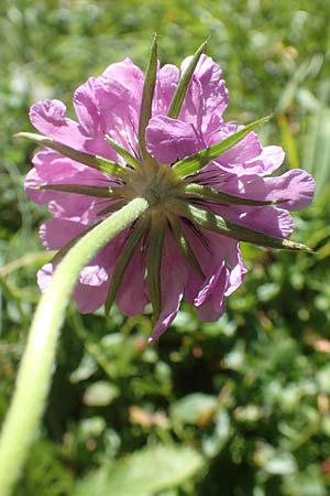 Scabiosa lucida subsp. lucida \ Glnzende Skabiose, A Kärnten, Petzen 8.8.2016