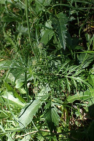 Scabiosa lucida subsp. lucida \ Glnzende Skabiose / Shining Scabious, A Eisenerzer Reichenstein 28.7.2021