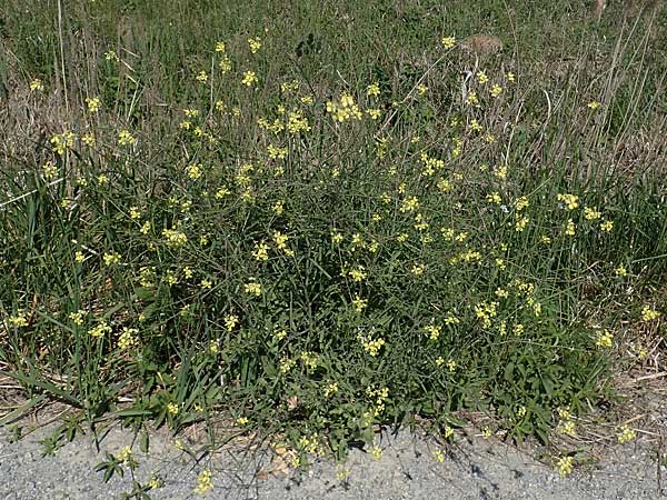 Sisymbrium orientale \ Orientalische Rauke, A Seewinkel, Illmitz 12.5.2022