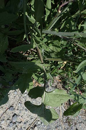 Sisymbrium orientale \ Orientalische Rauke, A Seewinkel, Illmitz 12.5.2022