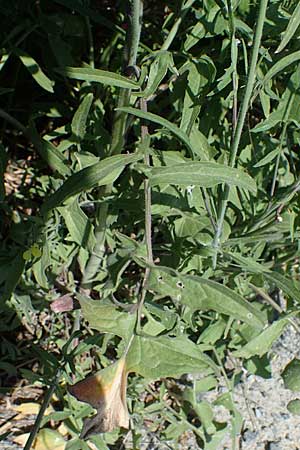 Sisymbrium orientale \ Orientalische Rauke, A Seewinkel, Illmitz 12.5.2022