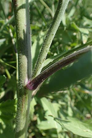 Sisymbrium orientale \ Orientalische Rauke, A Seewinkel, Illmitz 12.5.2022