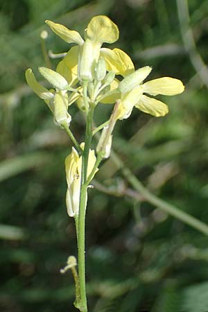 Sisymbrium orientale \ Orientalische Rauke, A Seewinkel, Illmitz 12.5.2022