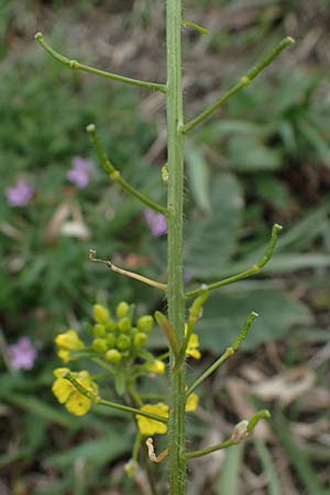 Sisymbrium loeselii \ Loesels Rauke, A Wien 2.4.2023