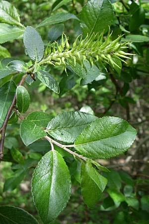 Salix myrsinifolia \ Schwarzwerdende Weide / Dark-Leaved Willow, A Reutte 25.5.2008