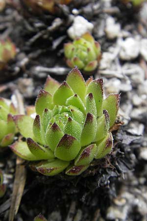 Sempervivum montanum \ Berg-Hauswurz / Mountain House-Leek, A Malta - Tal / Valley 19.7.2010