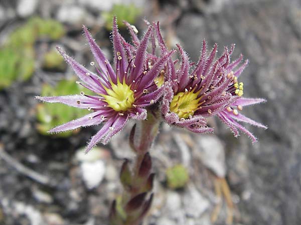 Sempervivum montanum \ Berg-Hauswurz / Mountain House-Leek, A Malta - Tal / Valley 19.7.2010