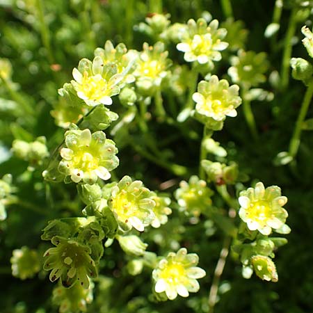 Saxifraga moschata \ Moschus-Steinbrech / Musky Saxifrage, A Traweng 8.7.2020