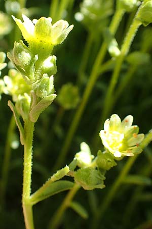 Saxifraga moschata \ Moschus-Steinbrech / Musky Saxifrage, A Traweng 8.7.2020