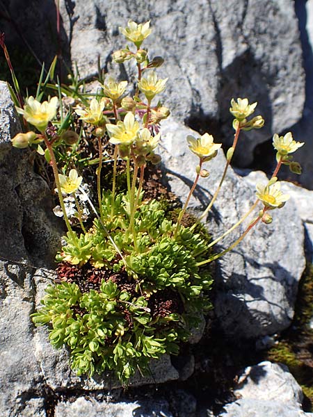 Saxifraga moschata \ Moschus-Steinbrech / Musky Saxifrage, A Traweng 8.7.2020