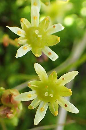 Saxifraga moschata \ Moschus-Steinbrech / Musky Saxifrage, A Traweng 8.7.2020