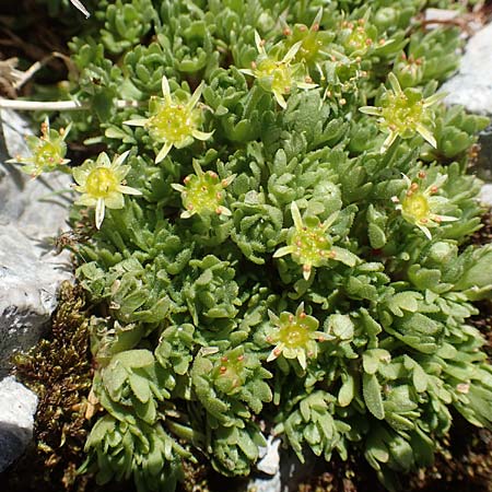 Saxifraga moschata \ Moschus-Steinbrech / Musky Saxifrage, A Dachstein 10.7.2020