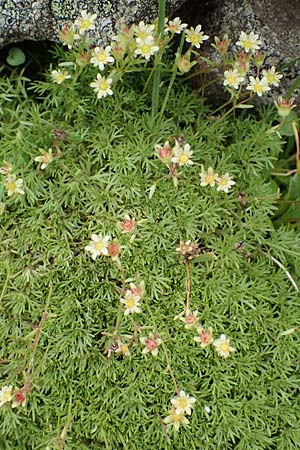 Saxifraga moschata \ Moschus-Steinbrech / Musky Saxifrage, A Niedere Tauern, Sölk-Pass 26.7.2021