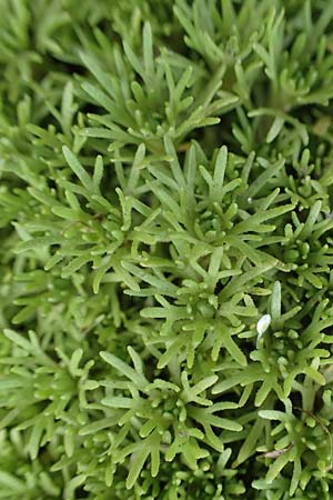 Saxifraga moschata \ Moschus-Steinbrech / Musky Saxifrage, A Niedere Tauern, Sölk-Pass 26.7.2021