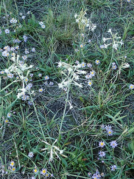 Silene multiflora \ Vielbltige Lichtnelke / Many-Flowered Catchfly, A Seewinkel, Podersdorf 20.9.2012