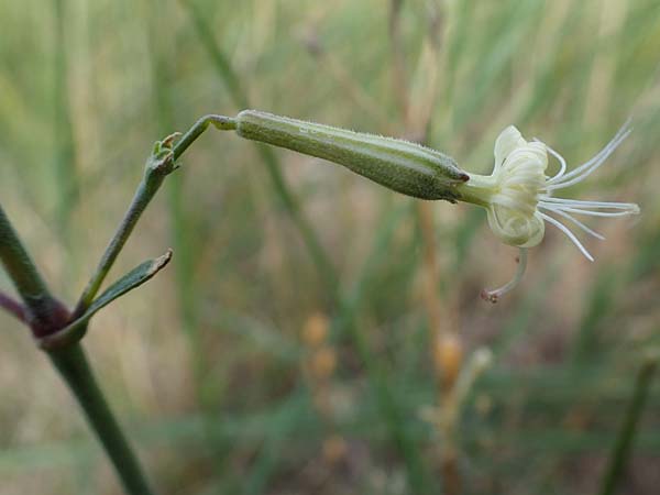 Silene multiflora \ Vielbltige Lichtnelke / Many-Flowered Catchfly, A Seewinkel, Apetlon 26.9.2022